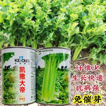 免催芽芹菜种子凯撒大帝西芹种子纤维少生长快中小棵芹菜种籽