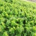 免催芽芹菜种子凯撒大帝西芹种子纤维少生长快中小棵芹菜种籽