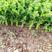免催芽芹菜种子凯撒大帝西芹种子纤维少生长快中小棵芹菜种籽
