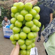 三门峡灵宝市阳光玫瑰葡萄天天发全国。