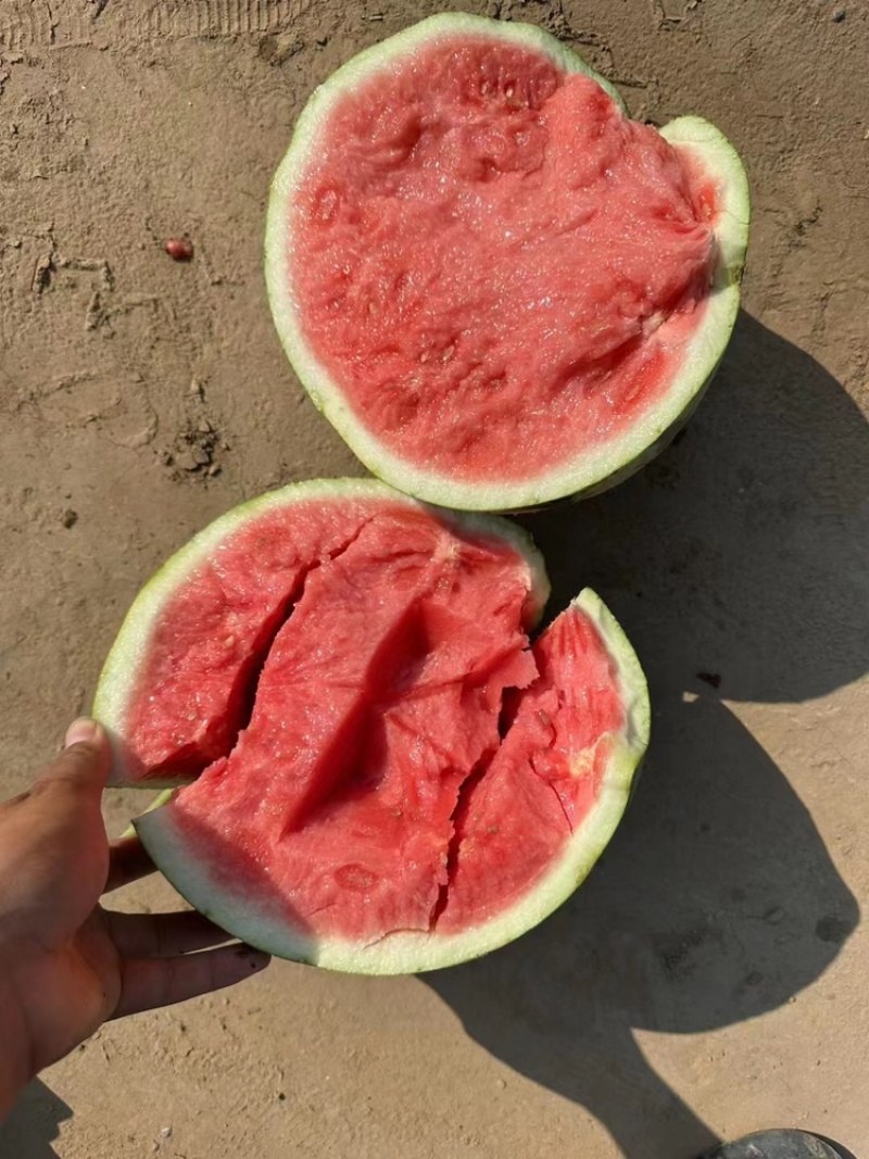 河南无籽美都西瓜麒麟西瓜大量上市产地直发欢迎抢购