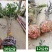 桂花树，庭院浓香桂花大树桩占地，可视频看货