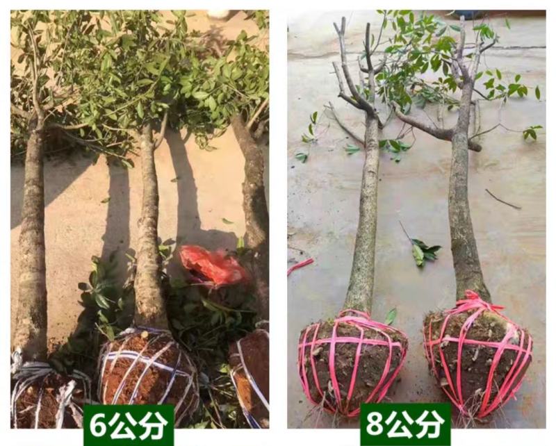 桂花树，庭院浓香桂花大树桩占地，可视频看货