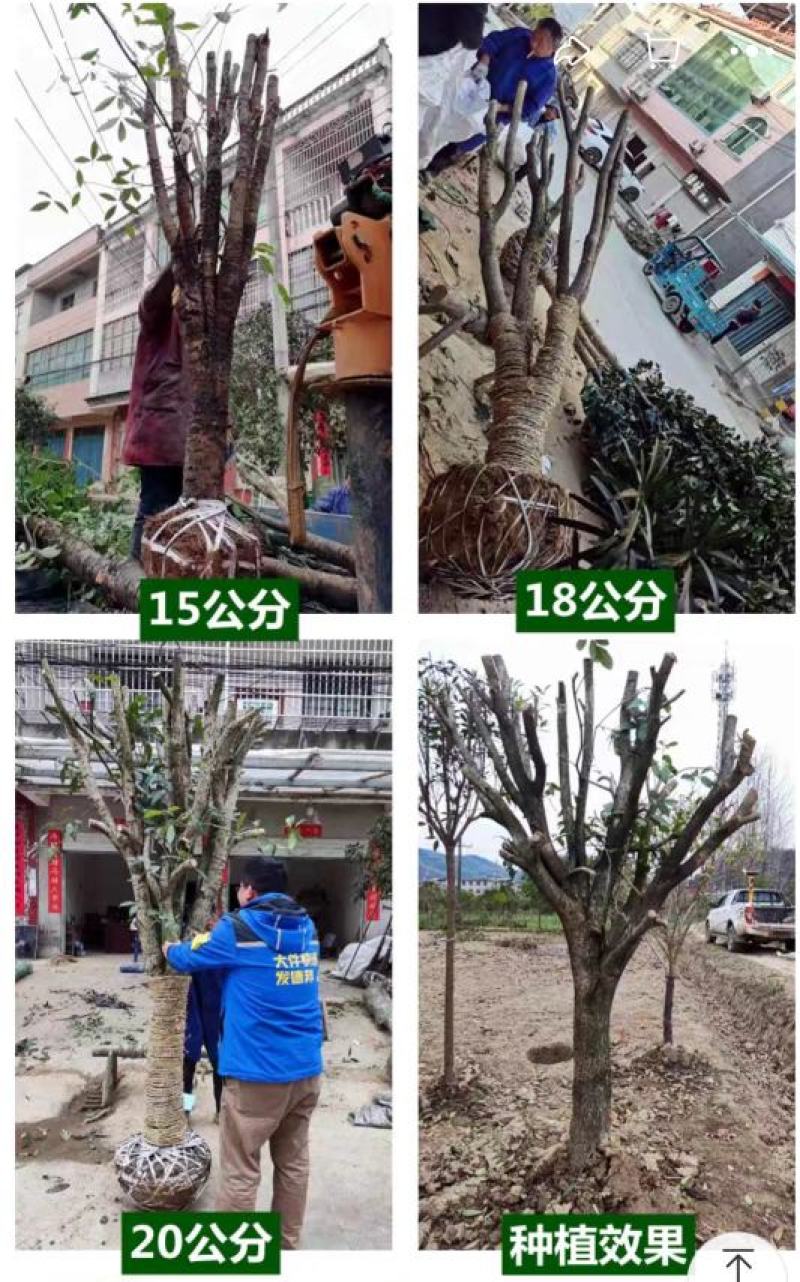 桂花树，庭院浓香桂花大树桩占地，可视频看货