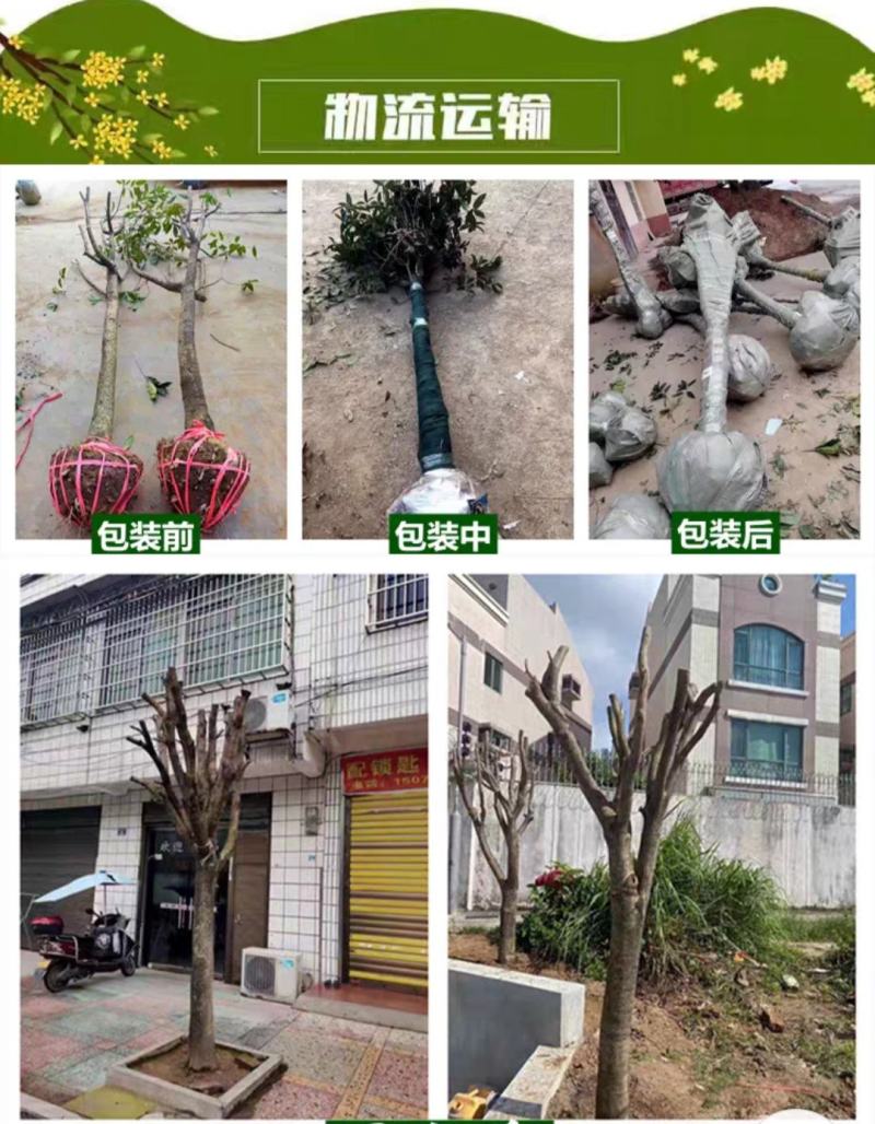 桂花树，庭院浓香桂花大树桩占地，可视频看货
