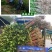 桂花树，庭院浓香桂花大树桩占地，可视频看货