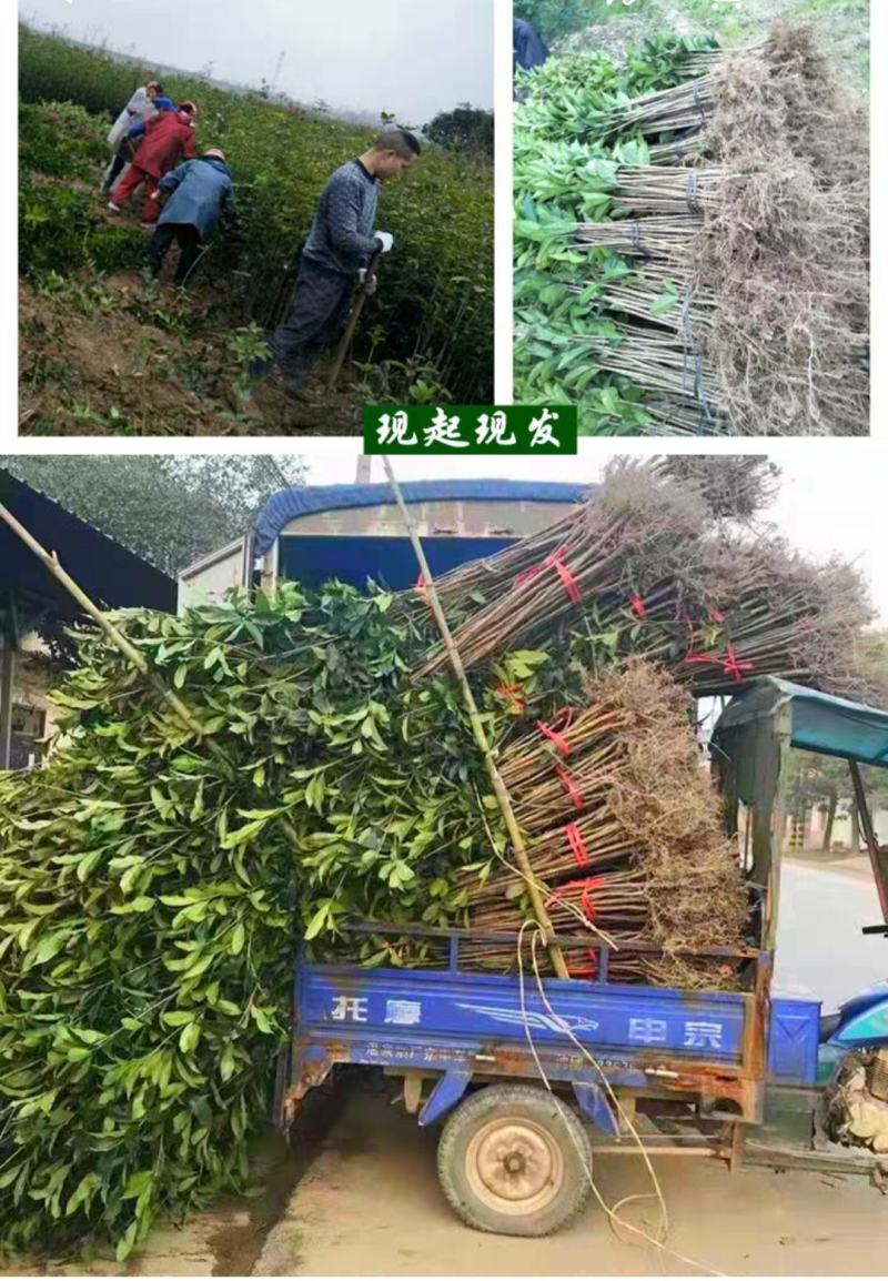 桂花树，庭院浓香桂花大树桩占地，可视频看货