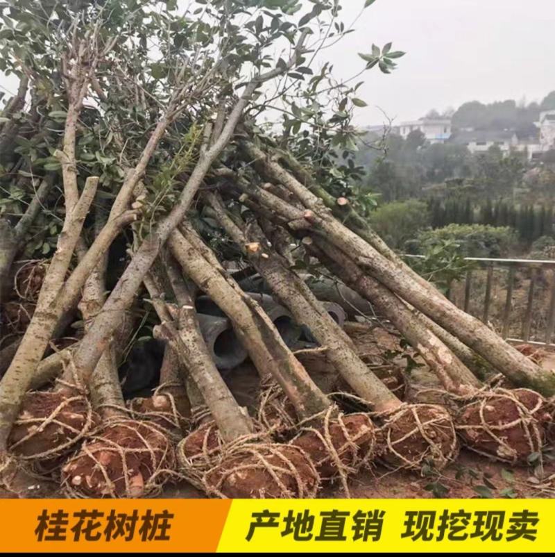 桂花树，庭院浓香桂花大树桩占地，可视频看货
