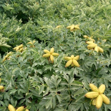 紫斑牡丹8年苗，种植紫斑牡丹300多亩，