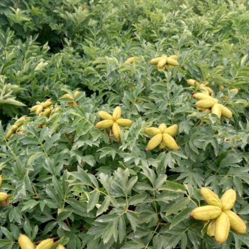 紫斑牡丹8年苗，种植紫斑牡丹300多亩，