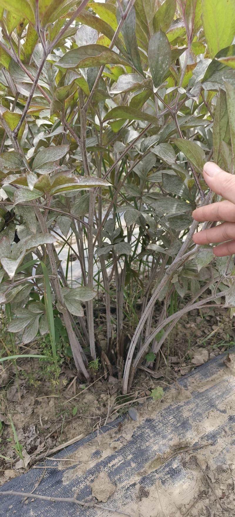 芍药根块