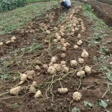 凉薯大量现货