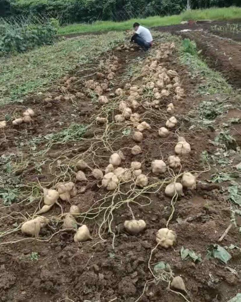 凉薯大量现货