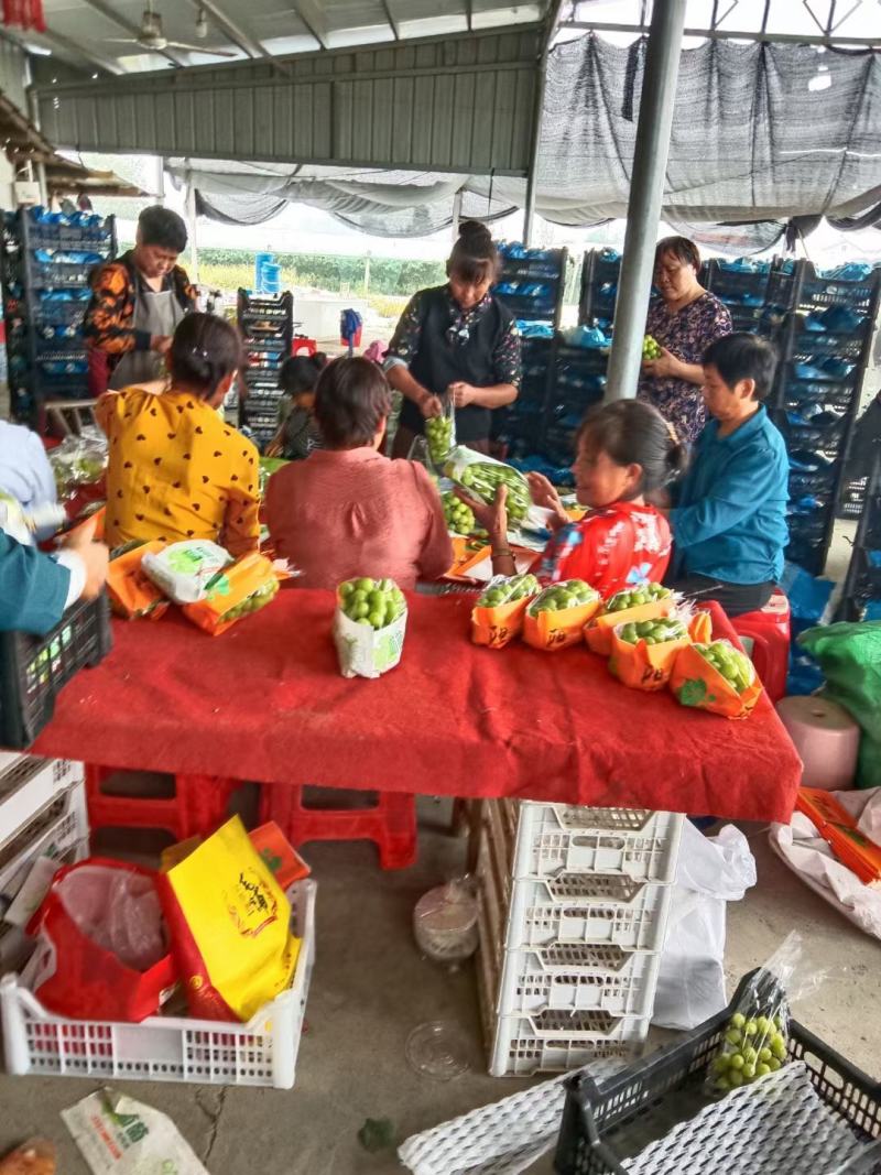 《阳光玫瑰葡萄》湖南葡萄大量现货供应基地代发全国