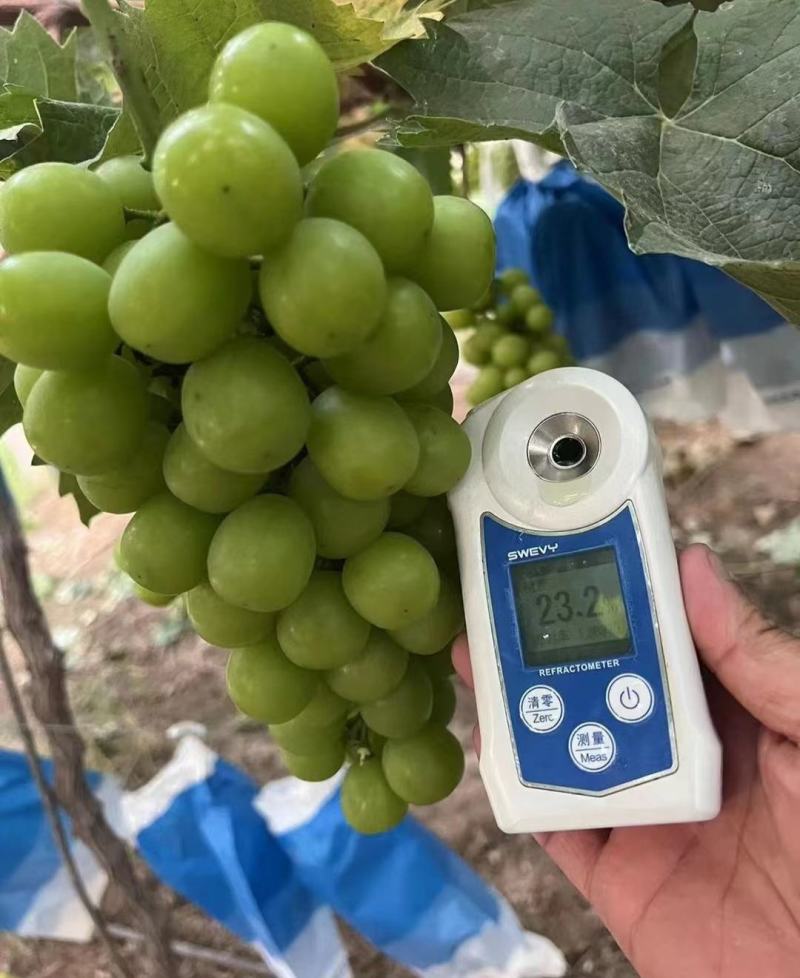 【湖南葡萄】阳光玫瑰葡萄现摘现发串型好价格低