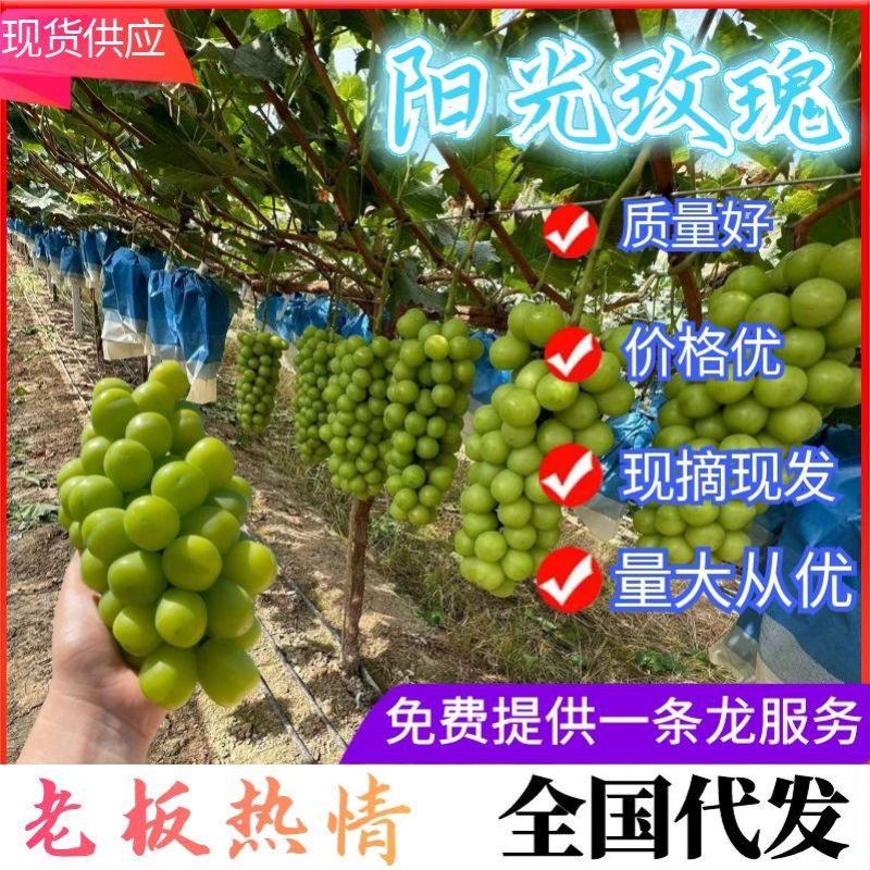 【湖南葡萄】阳光玫瑰葡萄现摘现发串型好价格低