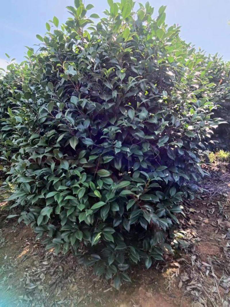 【耐冻茶花】浙江绿化苗基地货源/规格多样/量大从优