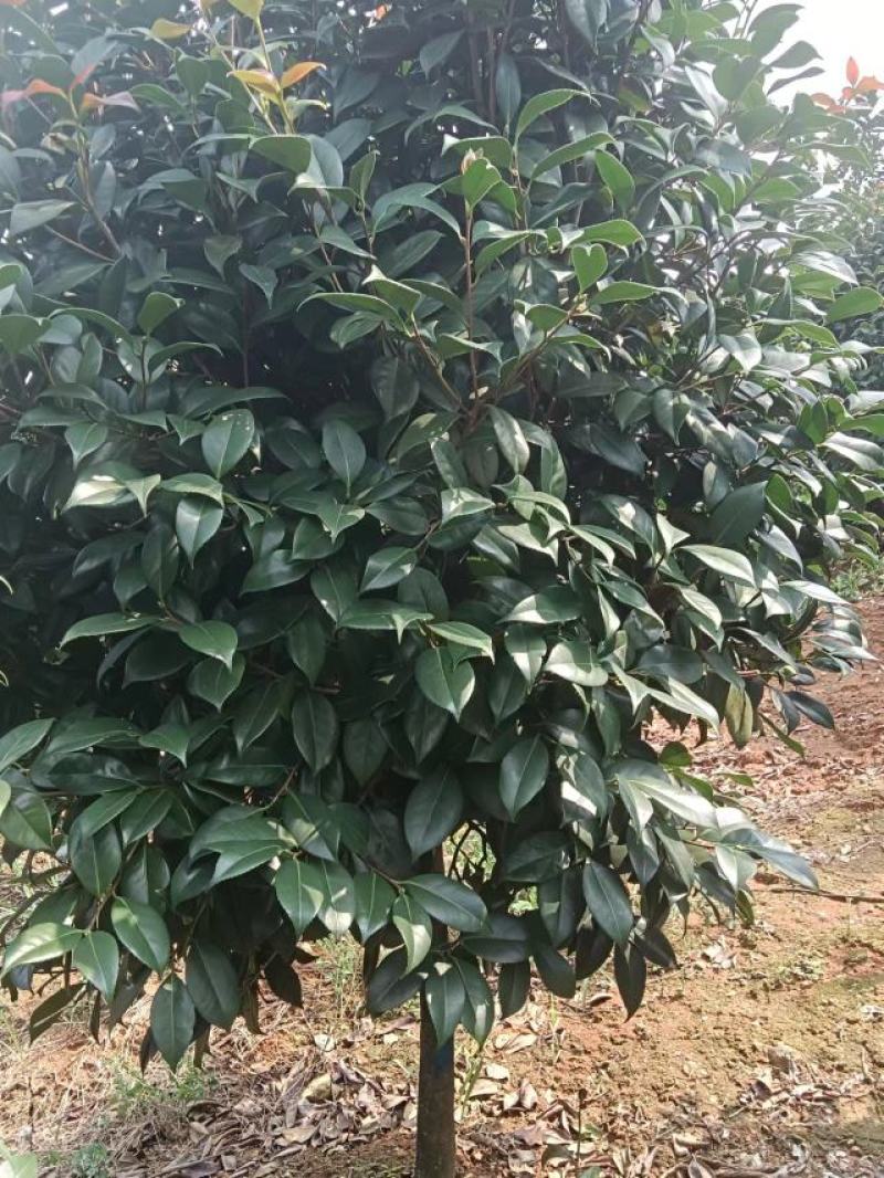 【耐冻茶花】浙江绿化苗基地货源/规格多样/量大从优
