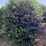 【耐冻茶花】浙江绿化苗基地货源/规格多样/量大从优