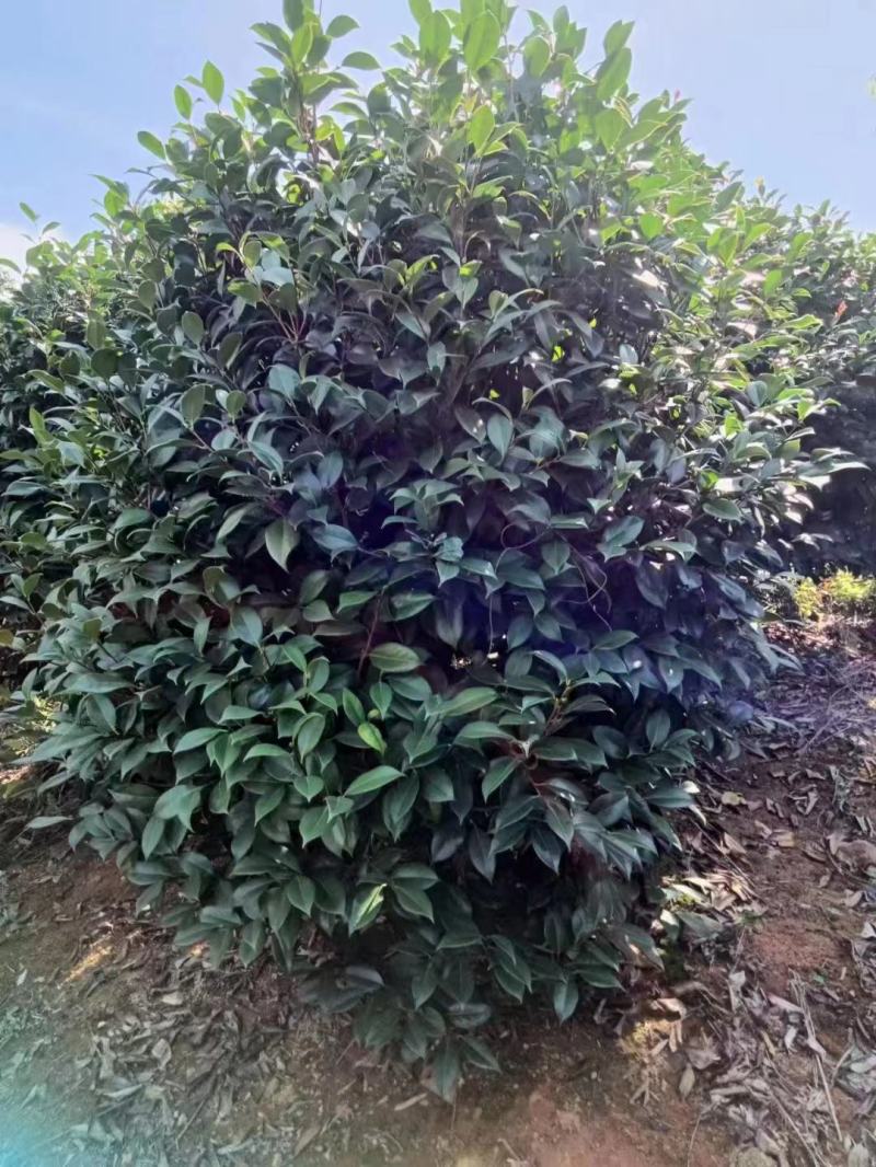 【耐冻茶花】浙江绿化苗基地货源/规格多样/量大从优