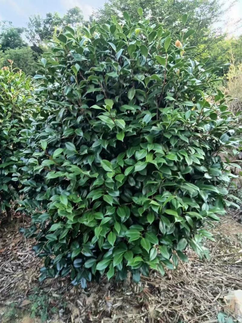 【耐冻茶花】浙江绿化苗基地货源/规格多样/量大从优