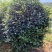 【耐冻茶花】浙江绿化苗基地货源/规格多样/量大从优
