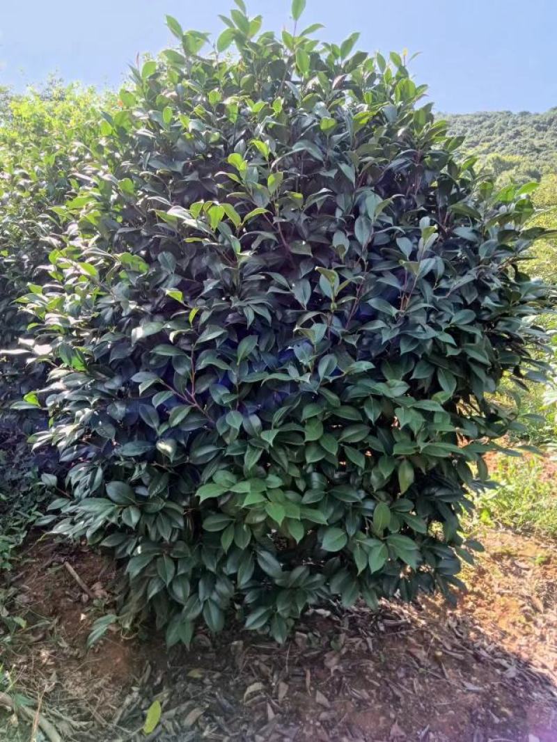 【耐冻茶花】浙江绿化苗基地货源/规格多样/量大从优