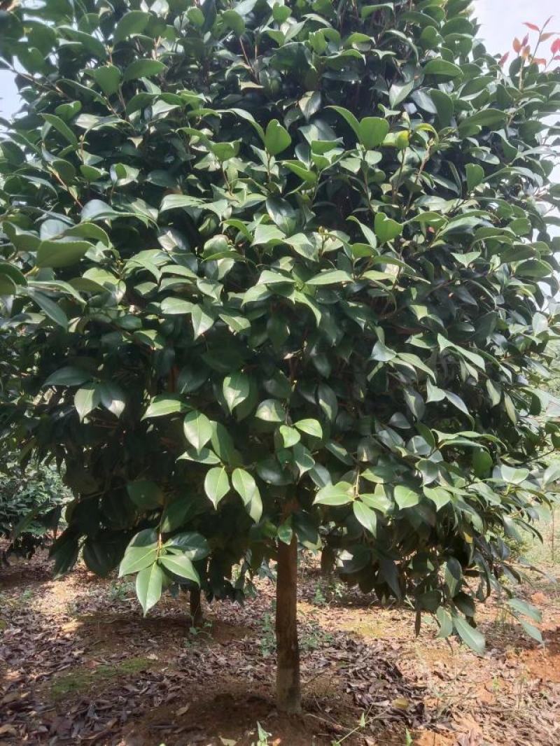 【耐冻茶花】浙江绿化苗基地货源/规格多样/量大从优