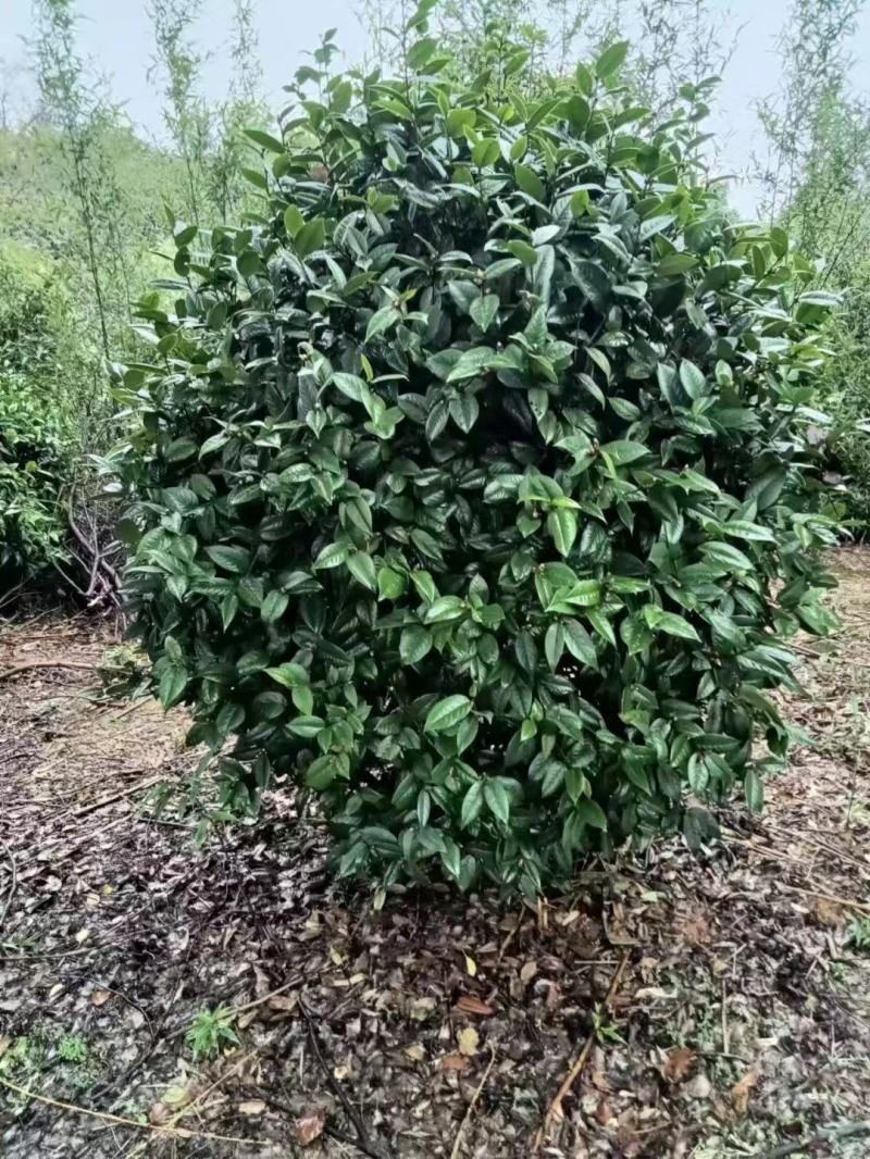 【耐冻茶花】浙江绿化苗基地货源/规格多样/量大从优