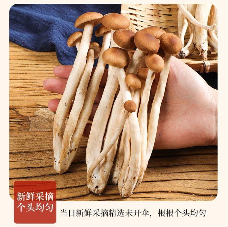 【茶树菇】无硫茶树菇5号不开伞茶树菇干度好不剪根更容易保