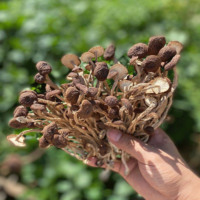 【茶树菇】无硫茶树菇5号不开伞茶树菇干度好不剪根更容易保