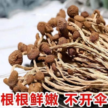 【茶树菇】云南茶树菇无硫未开伞不剪根茶树菇包邮