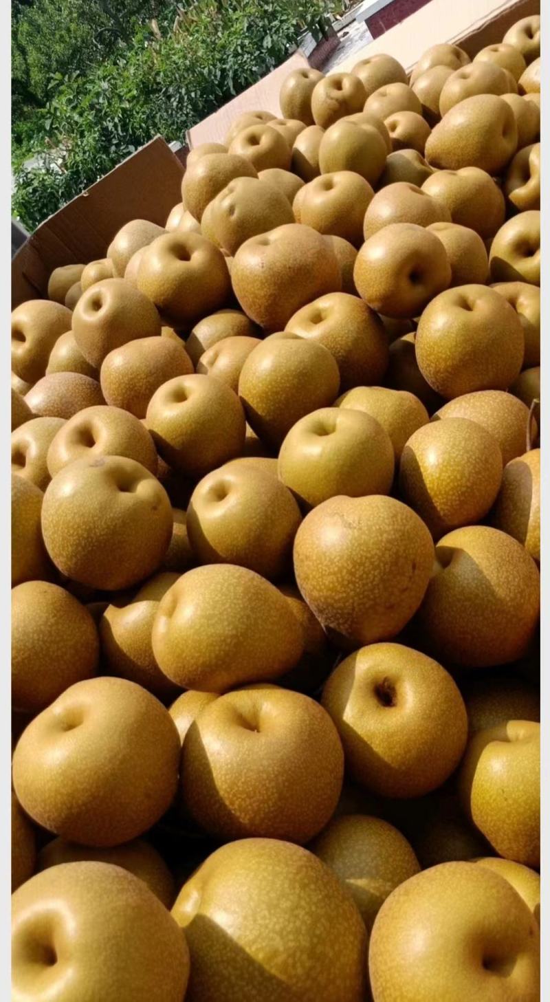 苍溪雪梨，汁多肉甜，大小均匀