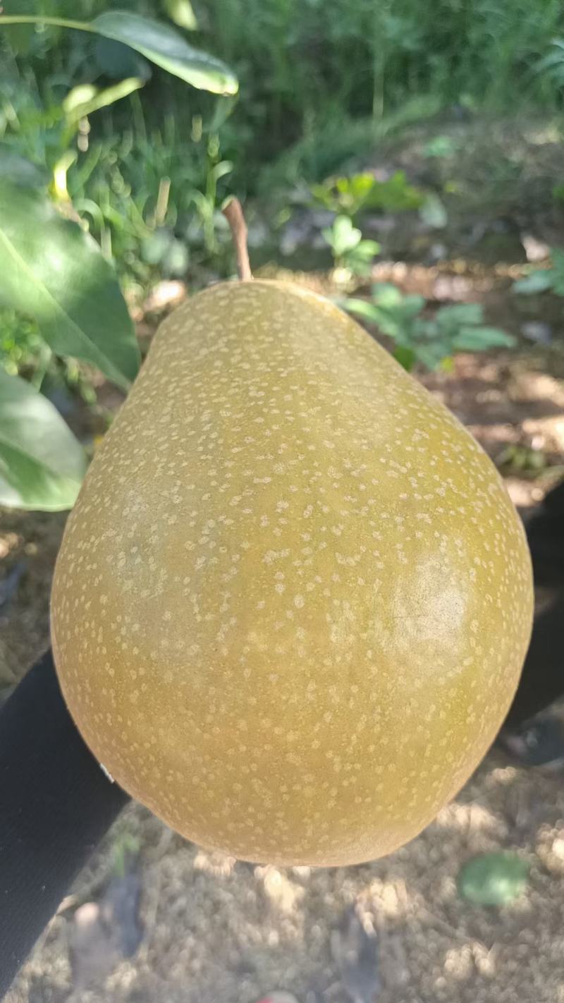苍溪雪梨，汁多肉甜，大小均匀