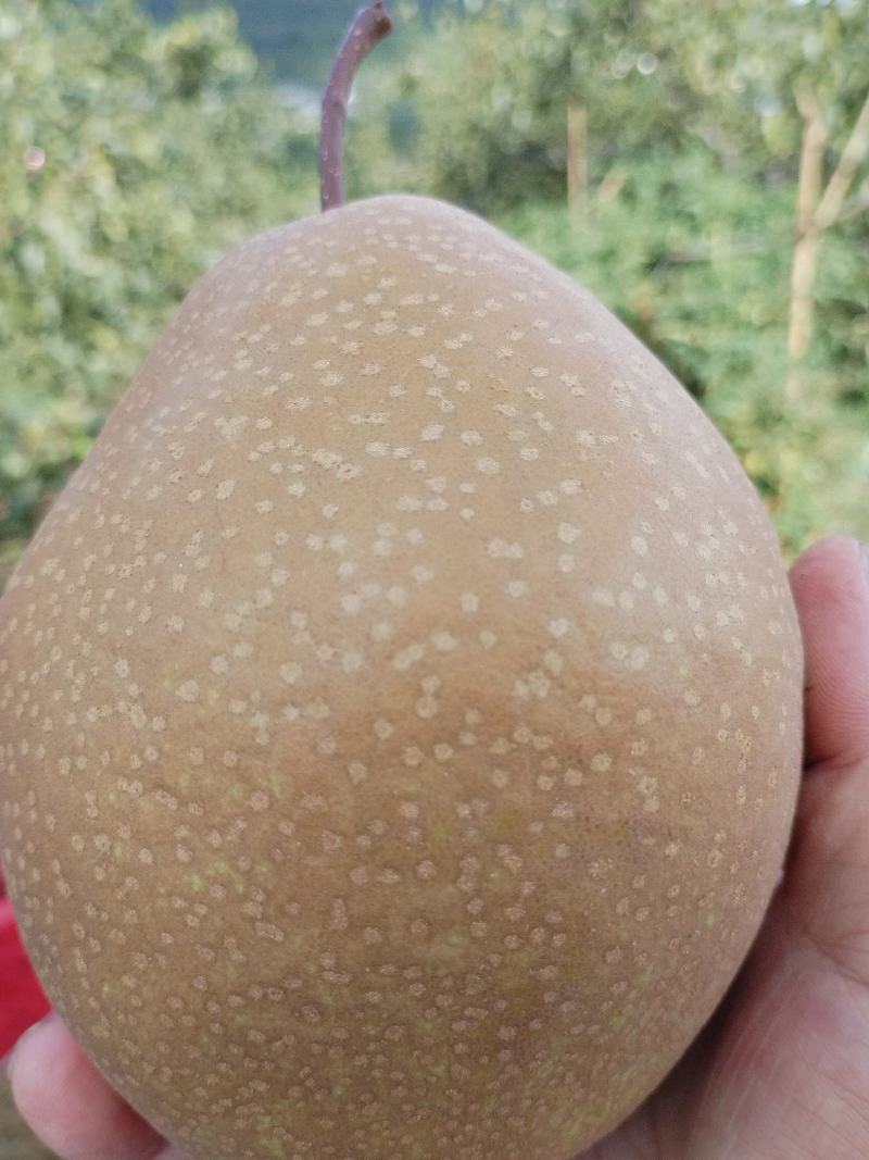 苍溪雪梨，汁多肉甜，大小均匀