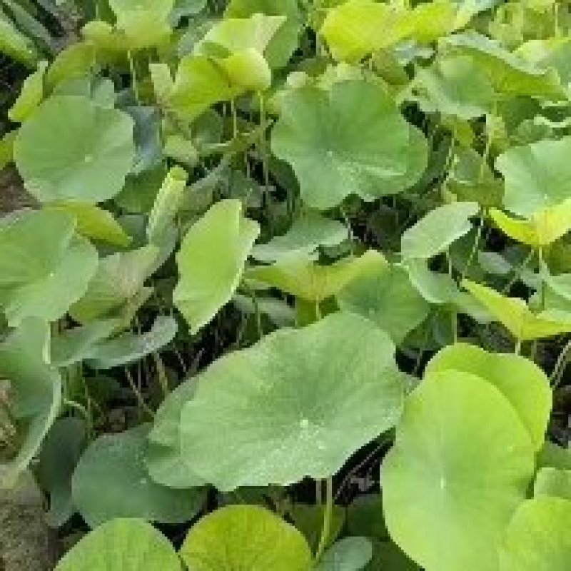 盆栽荷花苗