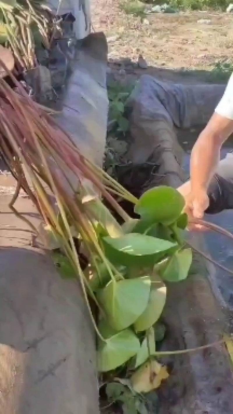 盆栽荷花苗