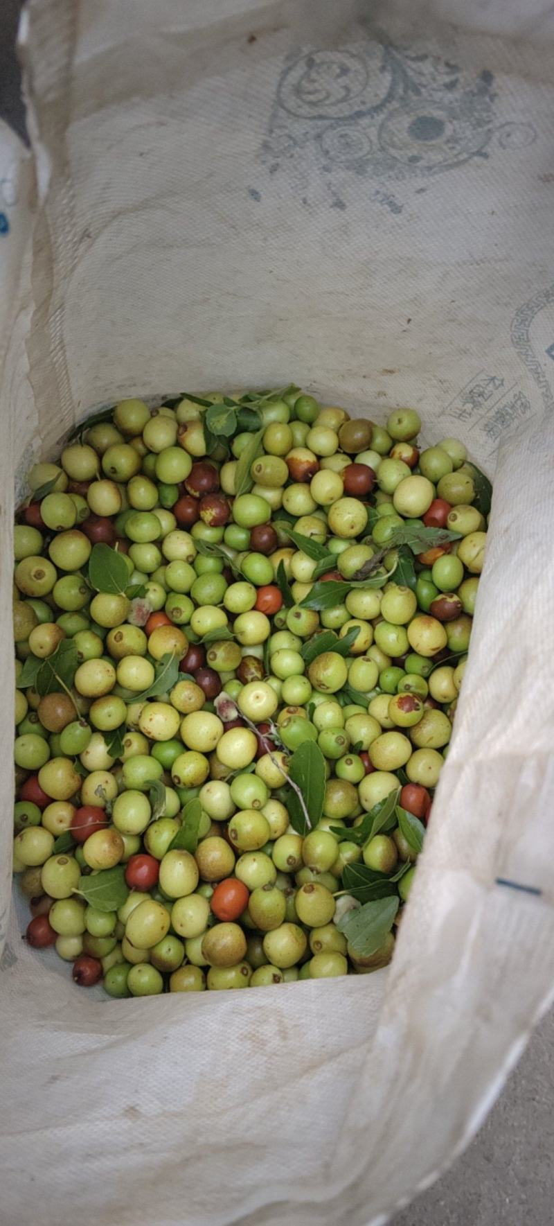 酸枣，纯野生酸枣