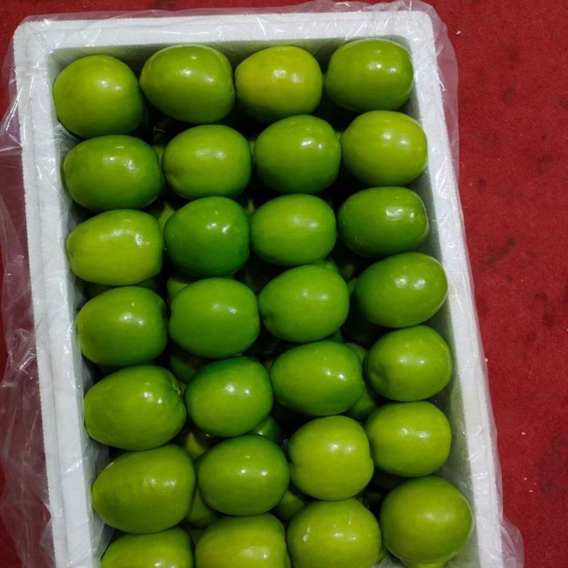 热带超甜青枣(牛奶枣)