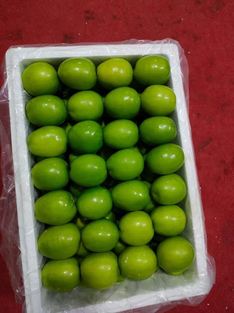 热带超甜青枣(牛奶枣)