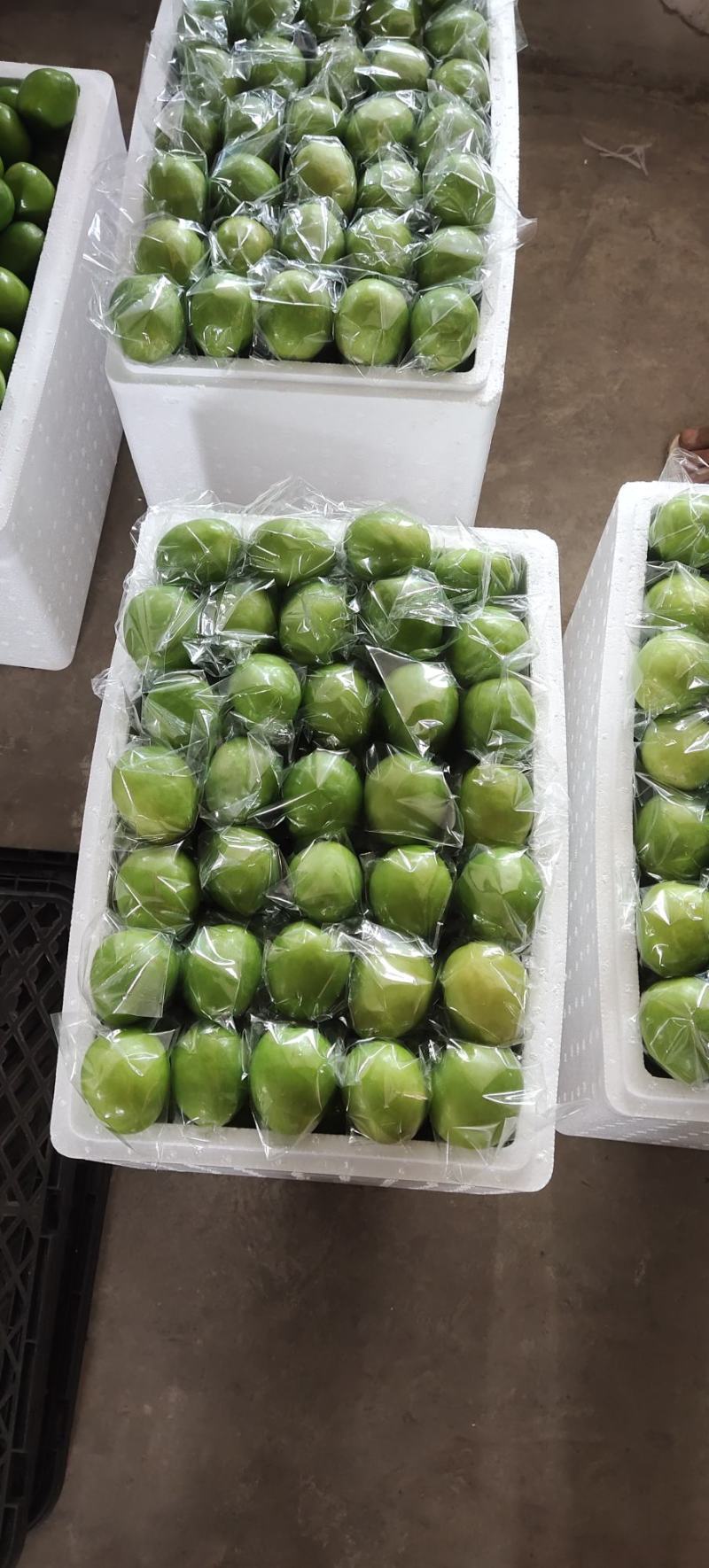 热带超甜青枣(牛奶枣)
