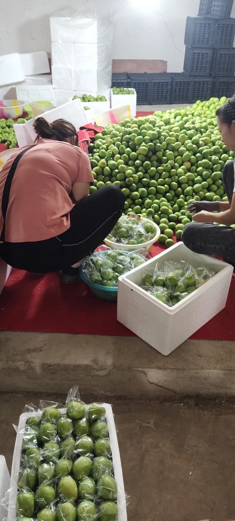 热带超甜青枣(牛奶枣)