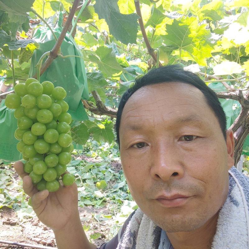 葡萄砀山县千亩阳光玫瑰葡萄基地欢迎你