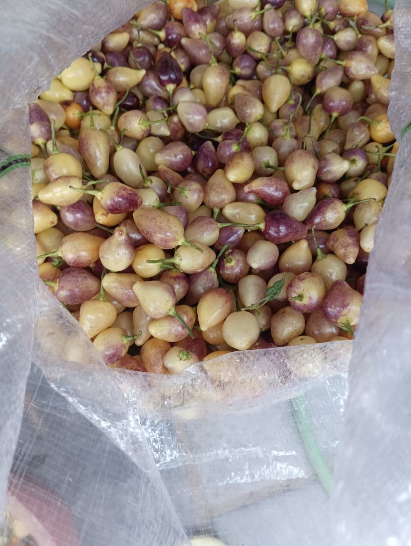 广西来宾金秀鲜彩椒