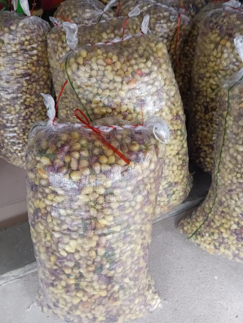 广西来宾金秀鲜彩椒