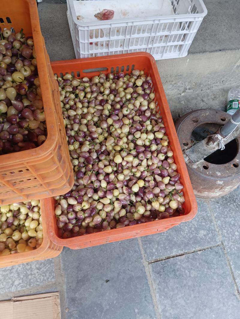 广西来宾金秀鲜彩椒
