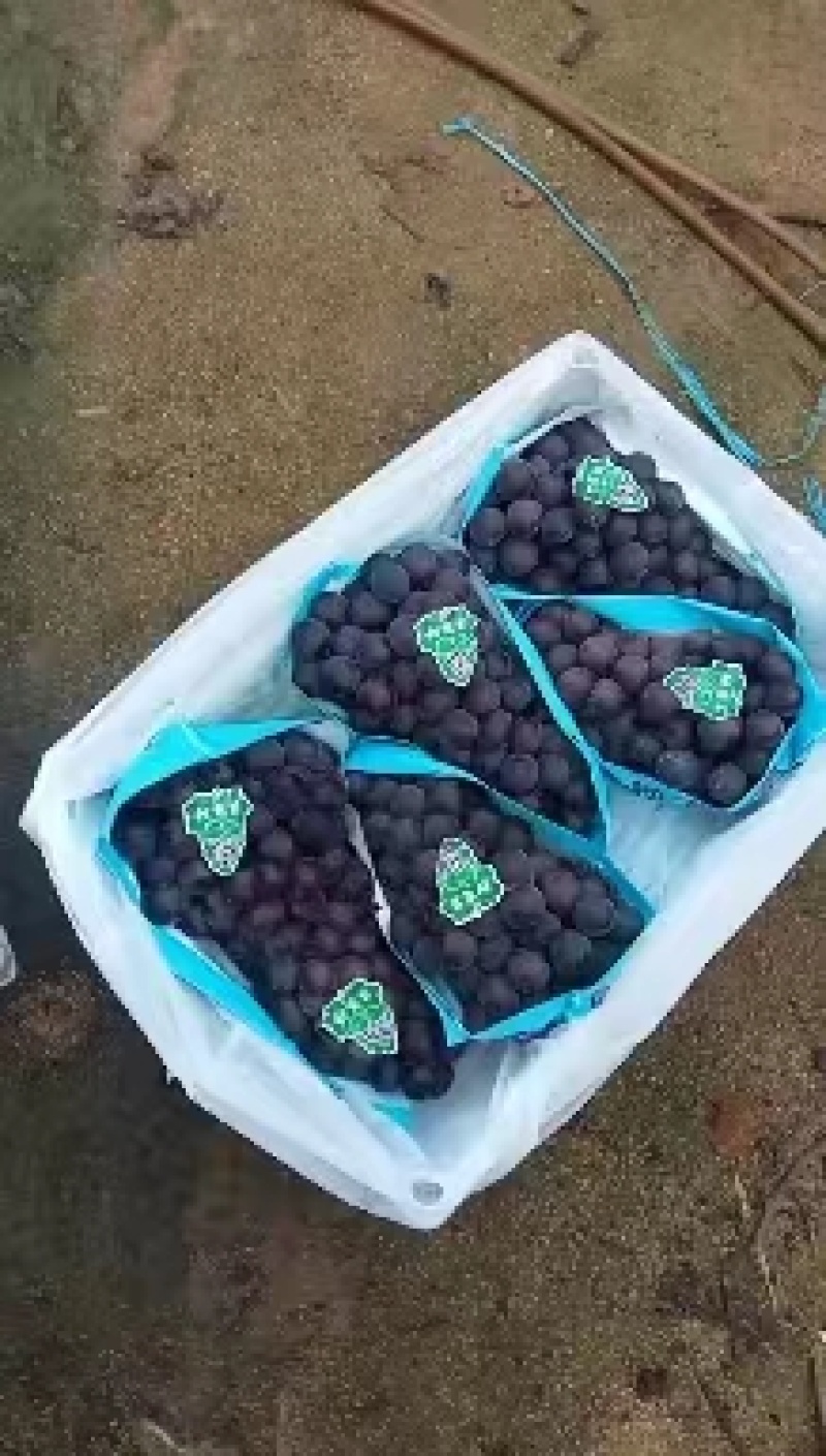 辽宁盖州巨峰葡萄现已大量上市了，诚邀各位批发商前来洽谈！