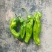 河南上蔡龚垒辣椒代办芜湖椒苏椒薄皮青泡椒代发代收装箱