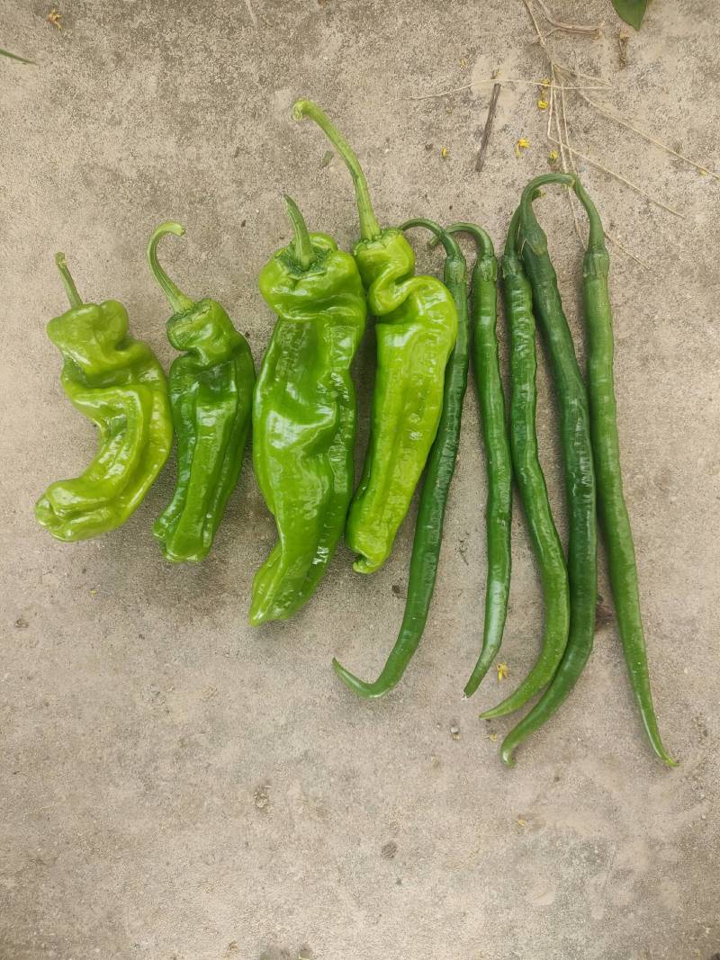 河南上蔡龚垒辣椒代办芜湖椒苏椒薄皮青泡椒代发代收装箱
