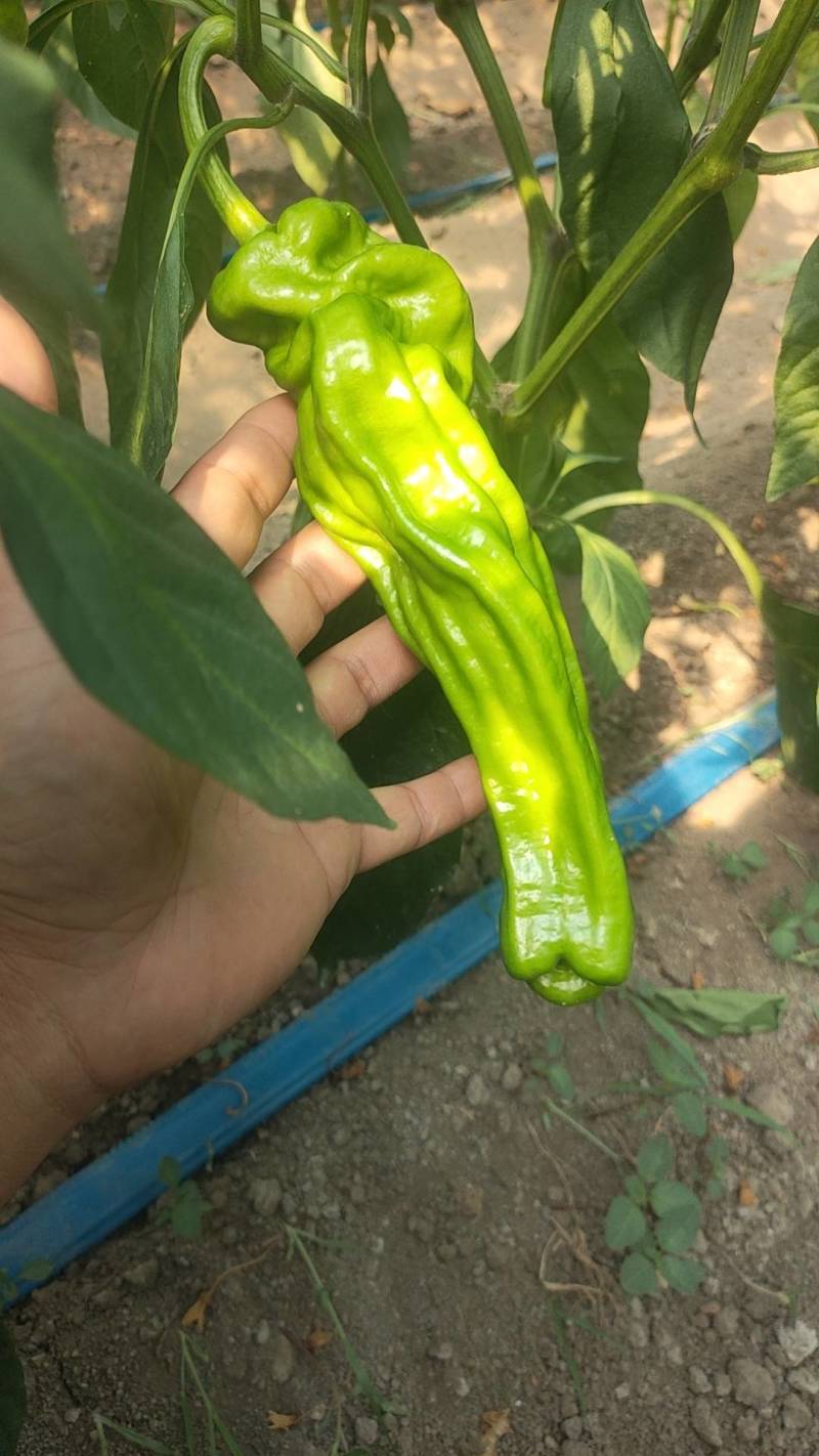 河南上蔡龚垒辣椒代办芜湖椒苏椒薄皮青泡椒代发代收装箱